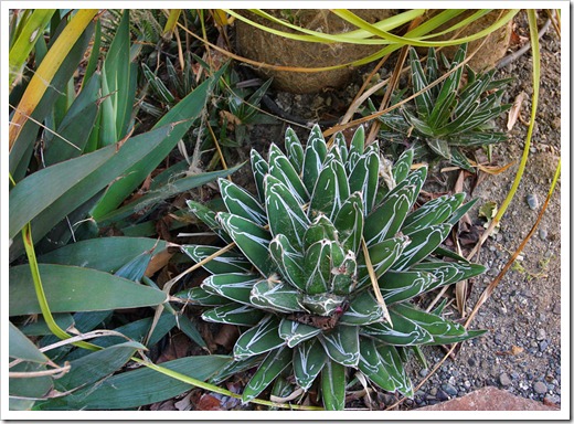 120520_Agave-victoria-reginae