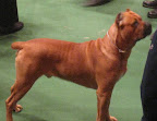 Cane Corso