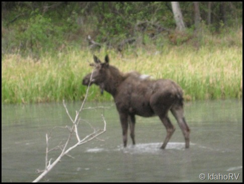 Moose-in-Pond
