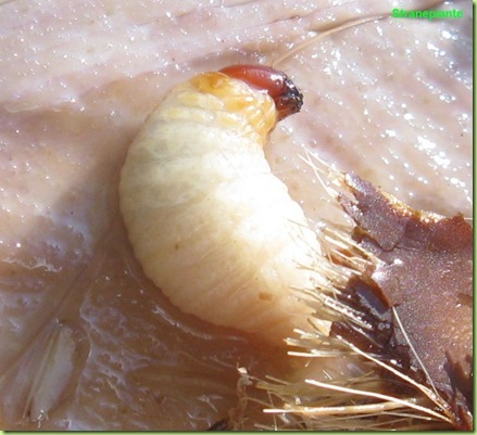 larva punteruolo rosso viva larva punteruolo rosso viva