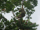 Sloth scratching