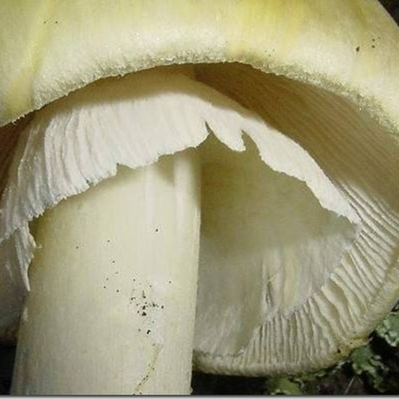 Все грибы съедобны, но некоторые только раз…