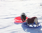 Sharkey, I've discovered that if you keep your head low, you go faster and have much better balance.  Keep your knees slightly bent, too.  It makes for a smoother run.