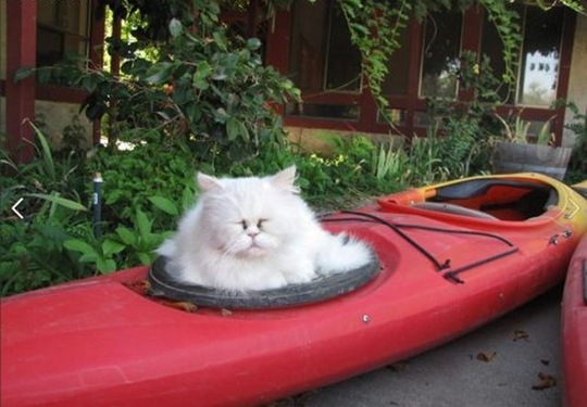 [funny-animals-cute-6%255B2%255D.jpg]