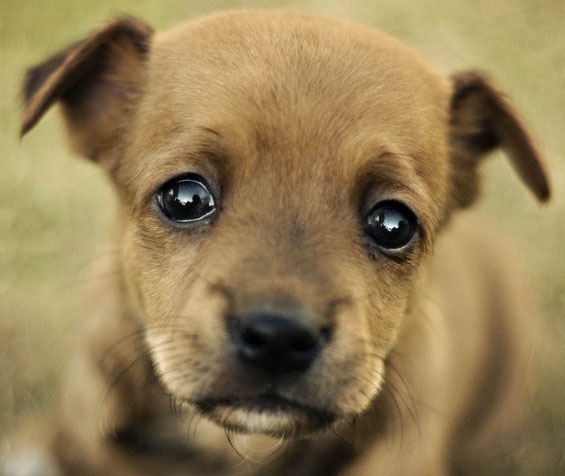 [puppy_eyes_by_dina90t-d3adems%255B5%255D.jpg]
