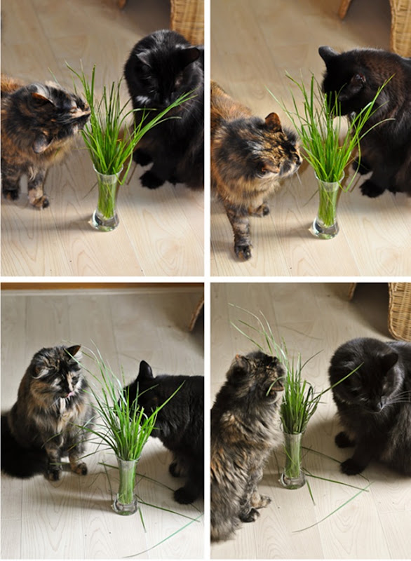 veggie_cats_1LR