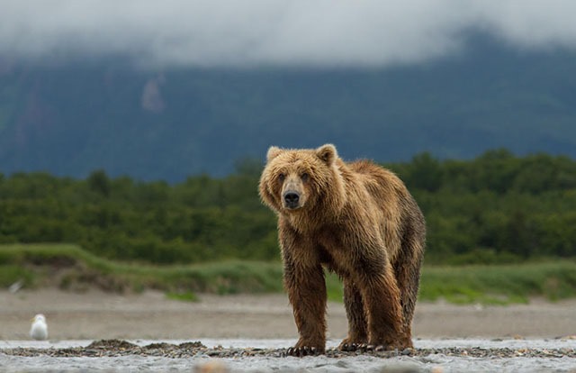 A young adult male bear watches intently as other bears fish for salmon, as storm clouds build over Katmai National Park, Alaska.

©Disneynature