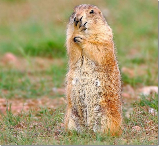 animals-worried-face-1
