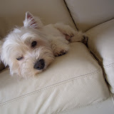 MyDog