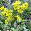 American yellow rocket