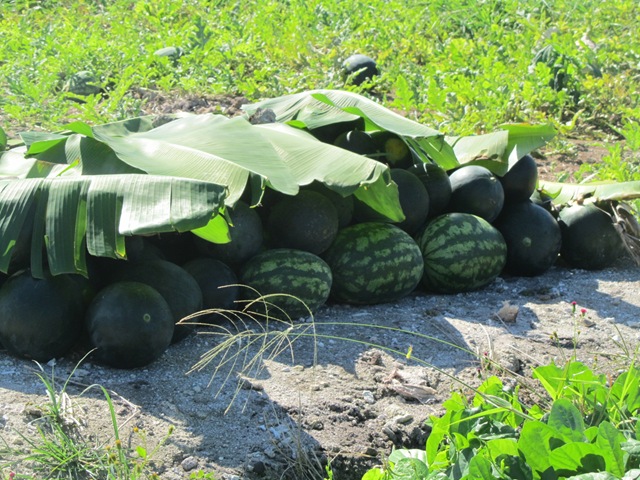 [rehuahine0643.jpg]