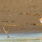 Collared Sand Piper