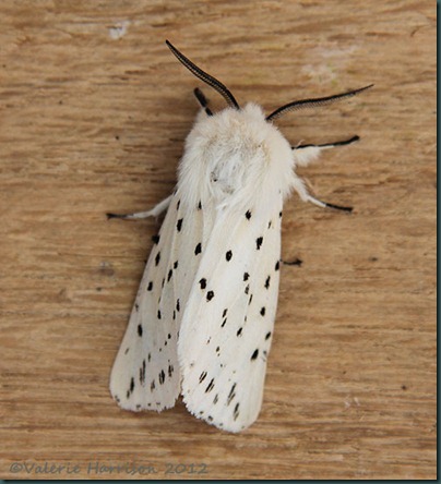 white-ermine-3 white-ermine-3