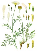 Tanacetum-cinerariifolium-wikipedia