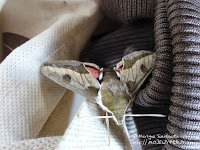 zmrocznik wilczomleczek