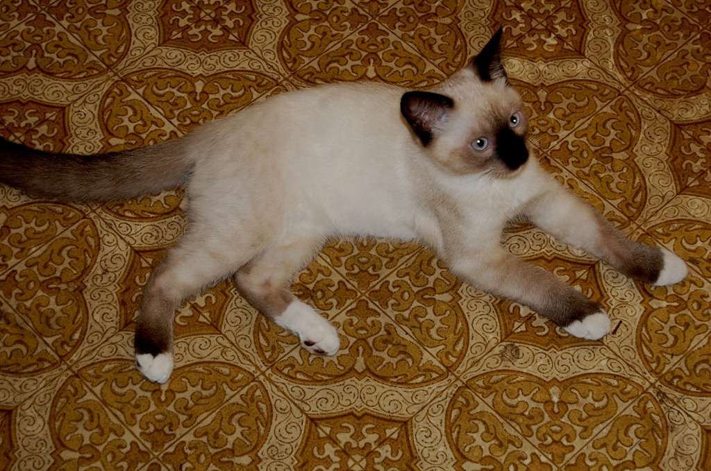 [catfloor3.jpg]