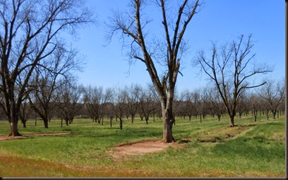 pecan trees in Georgia