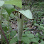 Jack In The Pulpit