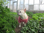 And this parsley smells so fragrant.  Vegetable soup should always be flavored with aromatic parsley.