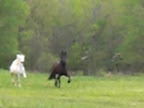 Shay and MCloud running together-2.jpg