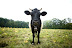 Blue Hill Farm's Annabelle