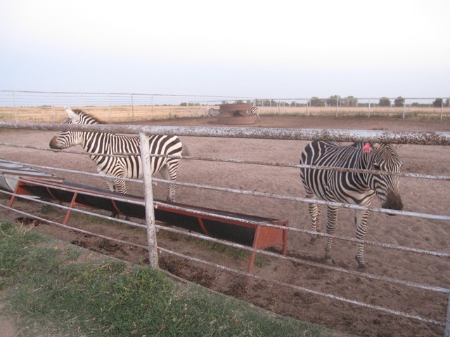 [IMG_8624%255B2%255D.jpg]