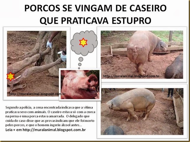 PORCOS SE VINGAM DE CASEIRO