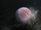 Bayern Turrets: Common Sea Urchin