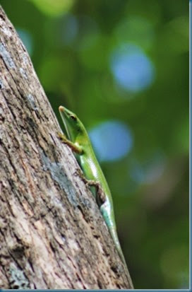 lizard - FRI lizard - FRI