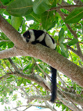 The lemurs came back by almost every day! Madagascar6 - 024.jpg