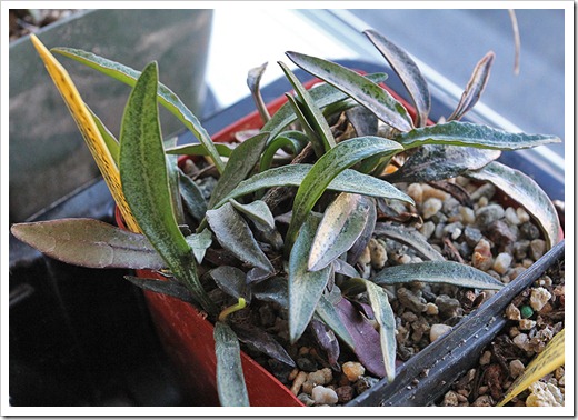 111219_Euphorbia-francoisii 111219_Euphorbia-francoisii