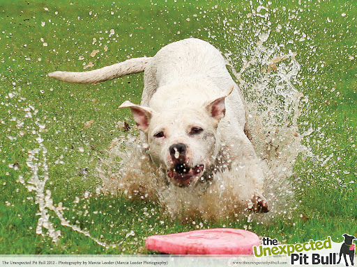 Earl splashing - by Marcia Leeder