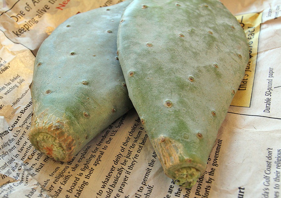 [110929_Opuntia-cacanapa-Ellisiana_02%255B3%255D.jpg]