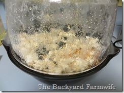 kettle corn - The Backyard Farmwife