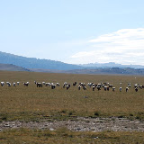Tianshan - Patûrage