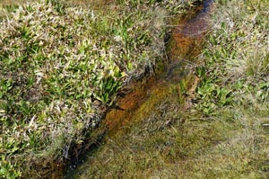 [NascentedorioCampoBelo13.jpg]