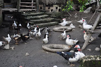 pinoyecofarm penalosa farms_0038.JPG