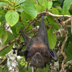 Flughund im Baum hat knapp an uns vorbeigesch...