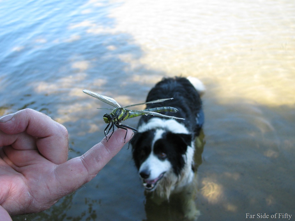 [Dragonfly%2520with%2520wet%2520wings%255B12%255D.jpg]