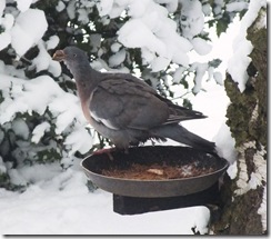 wood pigeon