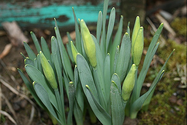 [Daffodils_March2%255B5%255D.jpg]