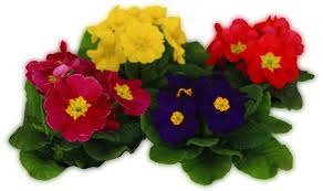 [primulas%2520para%2520tito%255B3%255D.jpg]