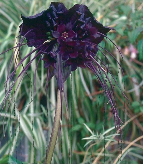 [black-bat-flower3.jpg]