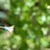 20130513-dsc_2905