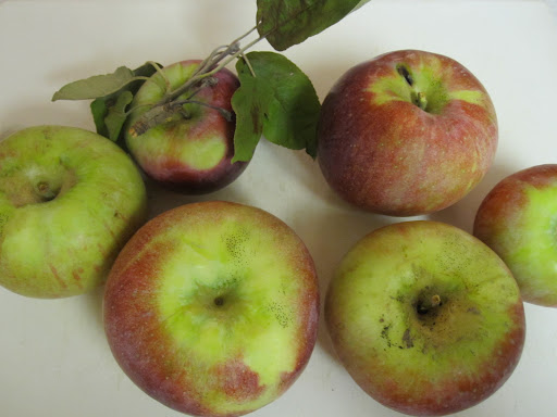 A few of the Cortlands we picked. A few of the Cortlands we picked.