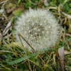 dsc06323.jpg