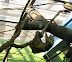 National Zoo in August