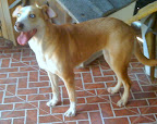 GONA
Amorosisima perrita, hiper activa requiere de alquien que haga mucho ejercicio