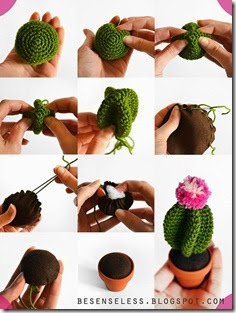 cactus how to