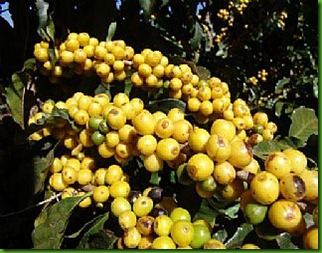 Cafe Amarelo Cafe Amarelo